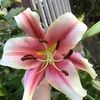 estefanie_n